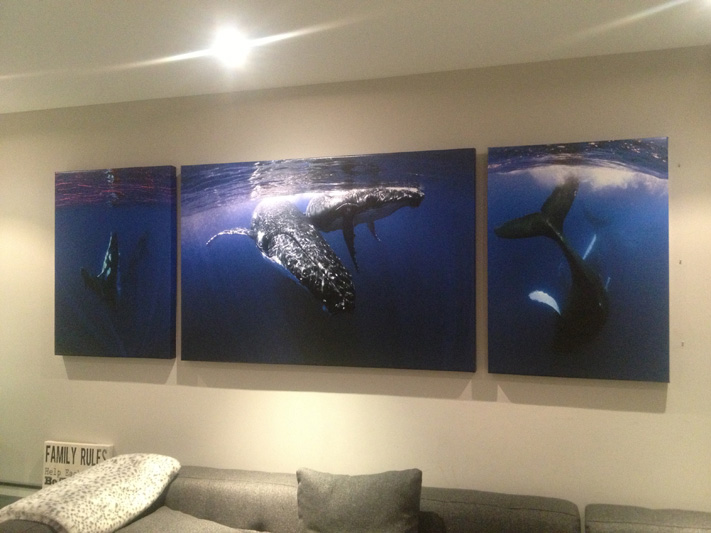 Whales on Canvas on a Client's wall.